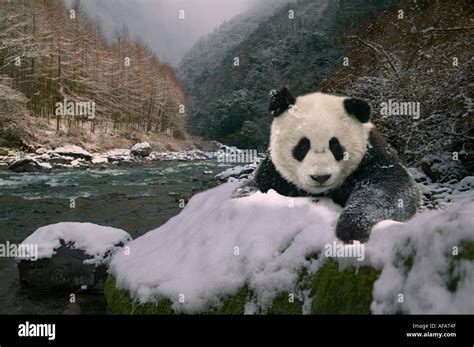 Giant Panda Cub By The River In The Valley On Snow Wolong Valley