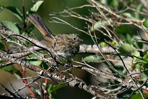 American goldfinches breed later than most north american birds. Spotted Towhee