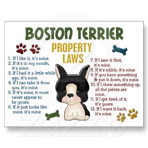 Boston Terrier Property Laws 4 Postcard Zazzle Boston Terrier