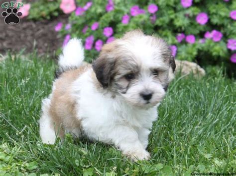 The puppies come with a health guarantee, will have their first shots from the vet, and routine dewormings. Charlie, Havanese puppy for sale from Quarryville, PA | Havanese puppies for sale, Havanese ...