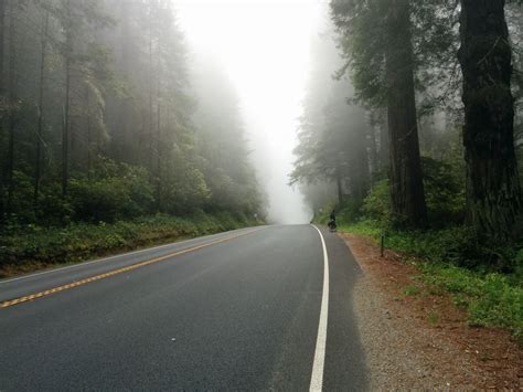 Free Images Tree Forest Fog Mist Sunlight Morning Highway