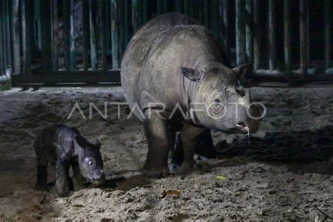 Kelahiran Bayi Badak Sumatra Di Suaka Rhino Sumatera Tnwk Antara Foto