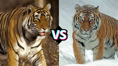 Siberian Tiger Vs Bengal Tiger What Are The Differences