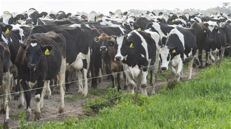 Global Dairy Trade Commodity Price Rollercoaster As Prices Rise The