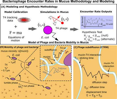 Bacteriophage Encounter Rates In Mucus Methodology And Modeling A