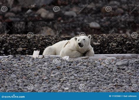 Resting Polar Bear Stock Photo Image Of Svalbard Ursus 1132368