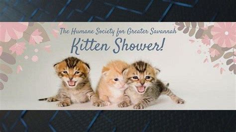 Humane Society To Hold Kitten Shower In Anticipation Of Increasing