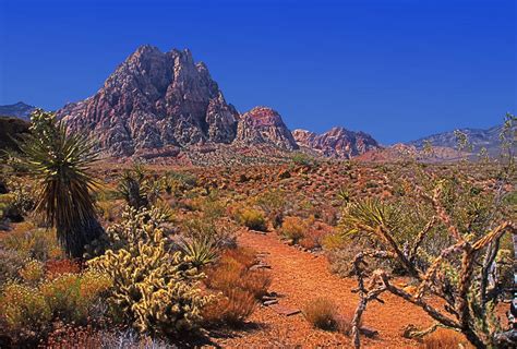 Desert Beauty 2 Photograph By Rich Walter Fine Art America