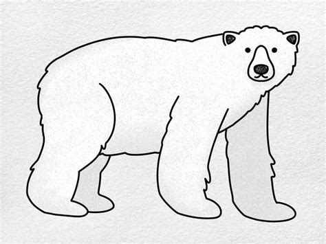 How To Draw Polar Bear Helloartsy