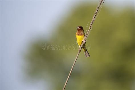 Red Headed Bunting Bird On Perch Stock Photo Image Of Animals