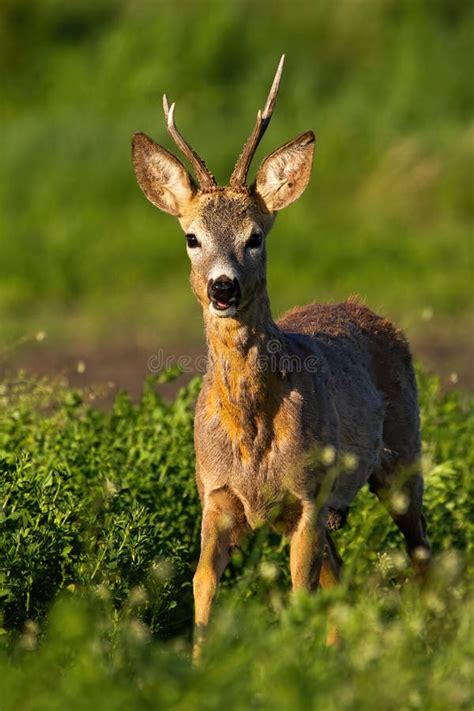 810 Deer Front View Photos Free And Royalty Free Stock Photos From