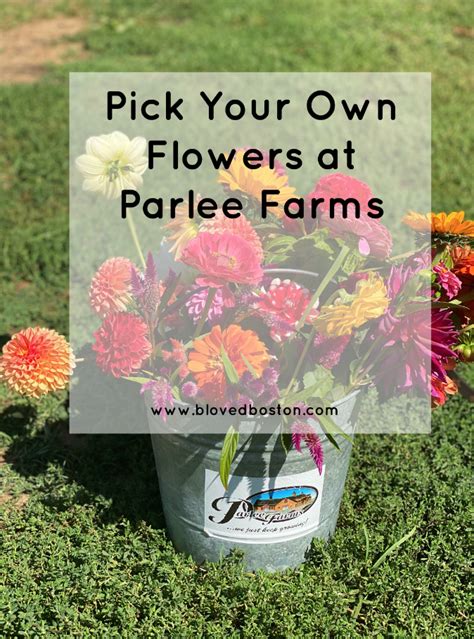 Pick Your Own Flowers at Parlee Farms - B Loved Boston