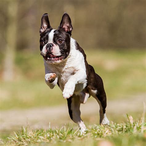 Our puppies are available for purchase in the beautiful pacific northwest, not far from portland, olympia, tacoma, auburn, seattle, portland, eugene, and springfield. Boston Terrier Puppies For Sale & Breeders In California