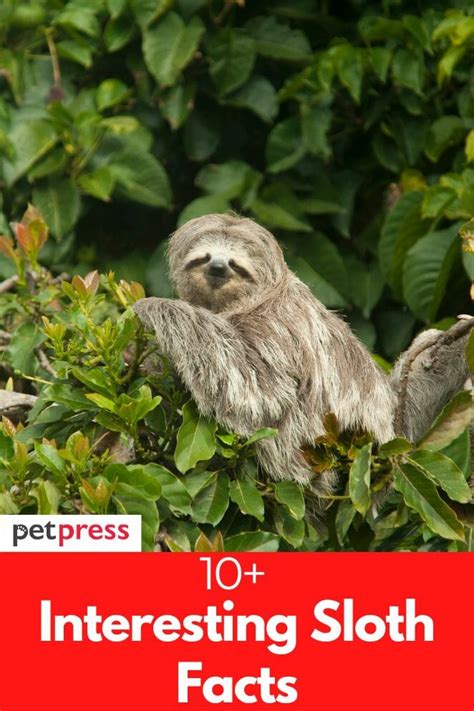 10 Interesting Sloth Facts All You Need To Know About Sloths