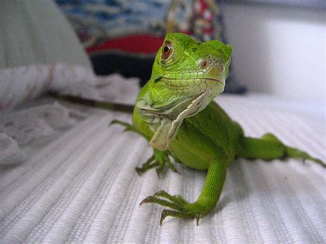 View the different types of iguanas and iguana morphs here. Iguana Health - Health is also the Wealth of Your Pet Iguana