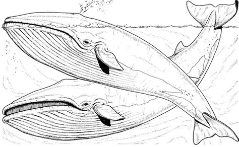 whale coloring pages | Free Whale Coloring Pages-Iceland | Olympics