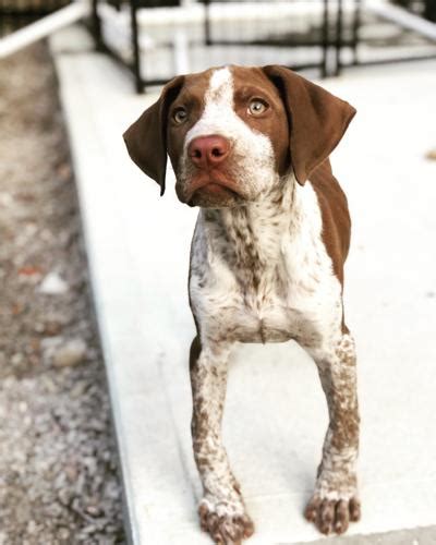 Like all breeds, they may be especially susceptible to certain illnesses. Penny German Shorthaired Pointer Baby - Adoption, Rescue ...