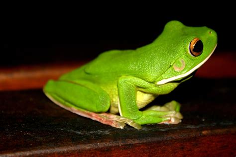 Green Frog Free Photo Download Freeimages