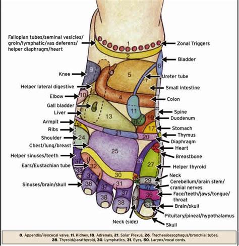 Acupressure Points And Foot Reflexology North Miami Beach Shums Acupuncture Clinic