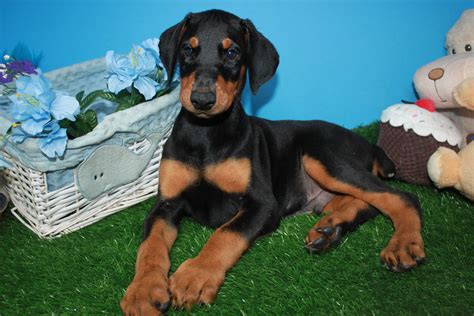 Doberman Pinscher Puppies For Sale Long Island Puppies