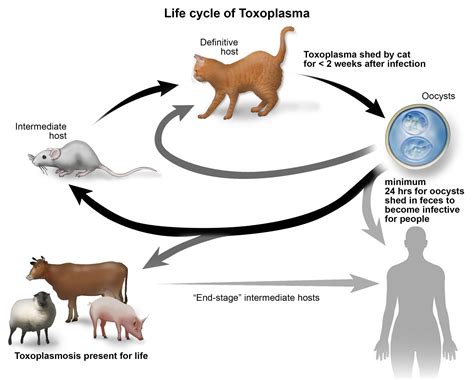 Toxoplasmosis Symptoms Causes And Treatment Santripty