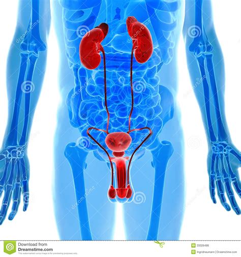 The most basic unit is the cell; Anatomy Of Human Urogenital Organs In X-ray View Stock Illustration - Illustration of medicine ...