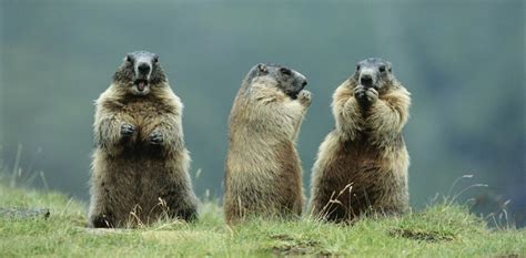 Wonderfully Astounding Facts About Groundhogs