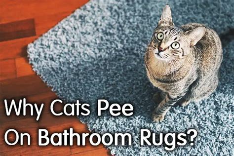 Why Do Cats Pee On Bathroom Rugs 3 Ways To Prevent It