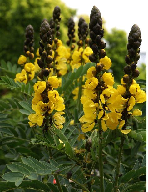 Yellow And Black Popcorn Plant Cassia Didymobotrya 8 Seeds