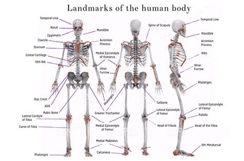 Landmarks Of The Human Body Anatomy Body Landmarks