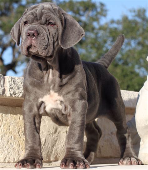 Neapolitan Mastiff Dog Breed Information And Pictures Petguide