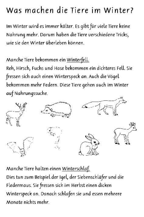 Tierspuren 2 hase katze fuchs eichhorn. Tiere: Im Winter 09 (Überwinterungsarten) | Tiere, Winter ...