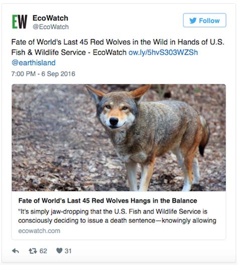 Federal Species Survival Plan Threatens Existence Of Wild Red Wolf