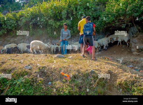 Pokhara Nepal September 04 2017 Shepherds Take Care Of Flocks Of Goats Going Along The