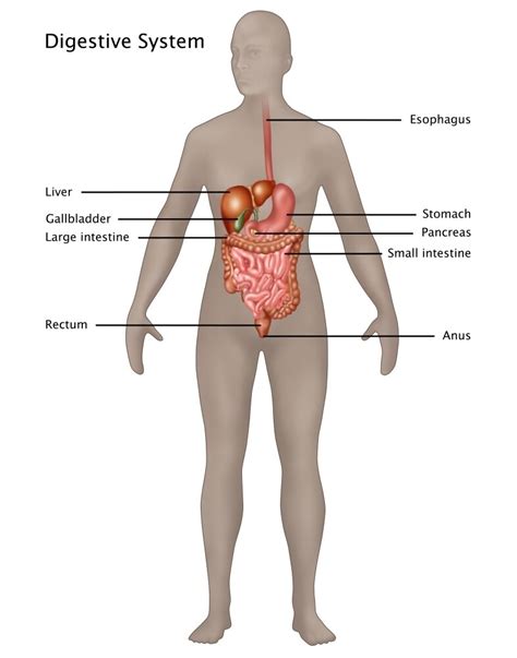 Digestive System Anatomy Posters Sexiezpix Web Porn