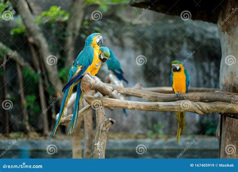 Blue And Yellow Macaw Stock Image Image Of Park Beauty 167405919