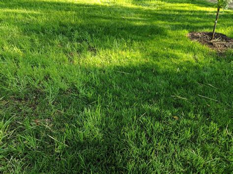 Help Identifying This Bright Green Grassweed Lawn Care Forum