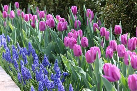 Muscari The Perfect Partner For Tulips And Daffodils