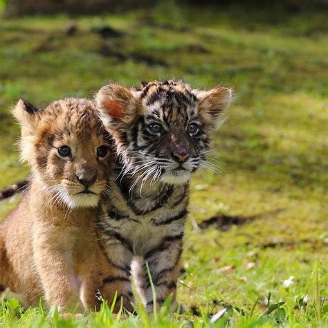 Cute Lion And Tiger Cubs Oddcouples
