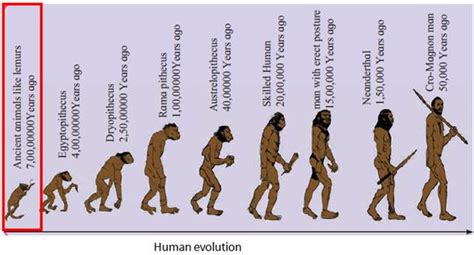 Human Evolution Began Approximately 7 Crore Years Ago Read The