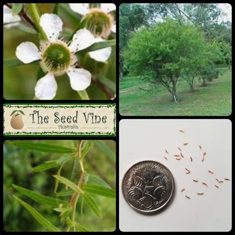 Leptospermum Petersonii Lemon Scented Tea Tree The Seed Vine