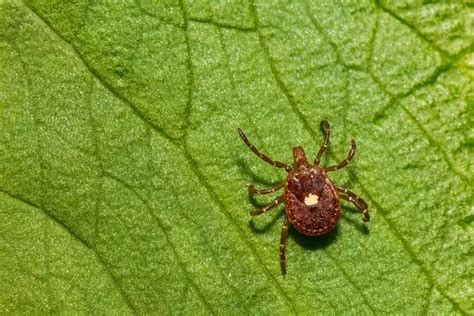 Lone Star Tick Facts Size Diet Pictures All Animal Facts