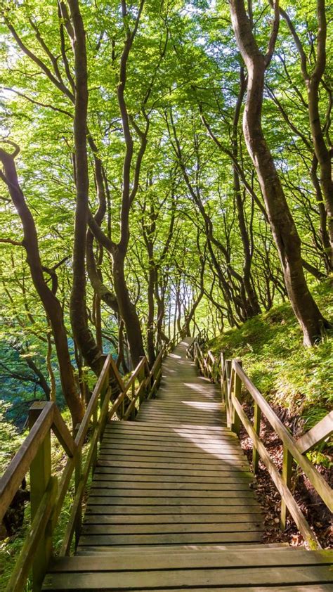 Wooden Path In Forest Mons Klint Mon Island Denmark Windows 10