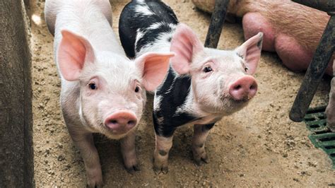 Though Ruled Unconstitutional Industry Continues Pushing Ag Gag Laws