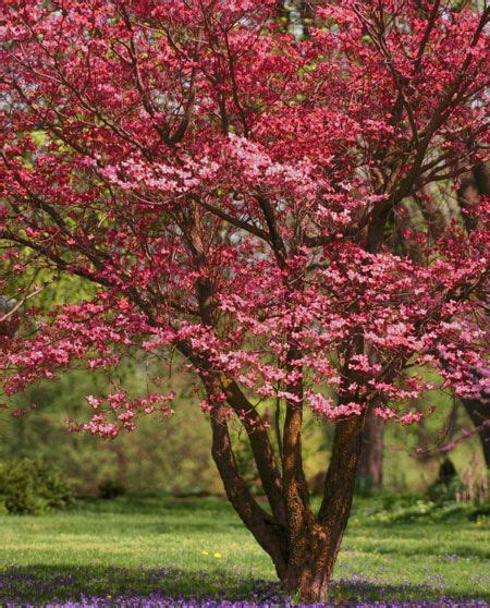 The best way to spruce up your space and add life to your yard is by planting trees and shrubs. 40 best Zone 7 - Flowering - Fast-Growing-Trees.com images ...