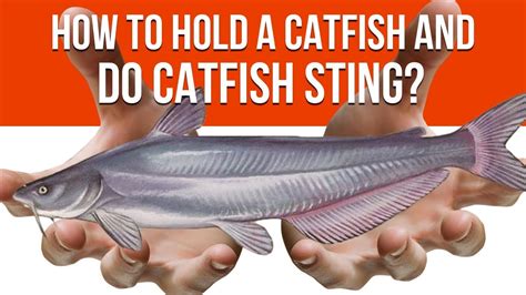 How To Hold A Catfish And Do Catfish Sting Youtube