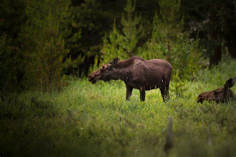 Free Images Grass Wood Animal Pine Wildlife Pasture Grazing