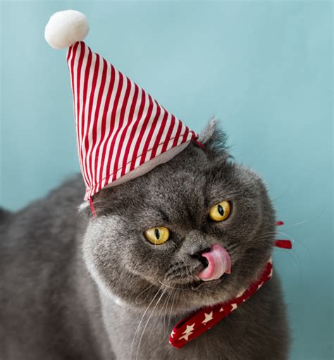 Scottish Fold Cat Wearing A Red Bow Celebrating Christmas
