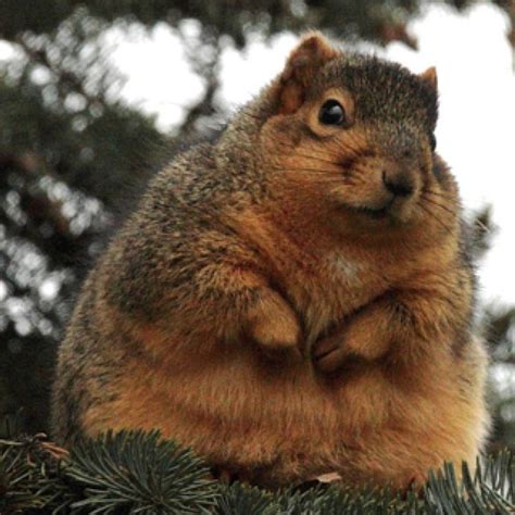 Fat Squirrel Funny Pinterest