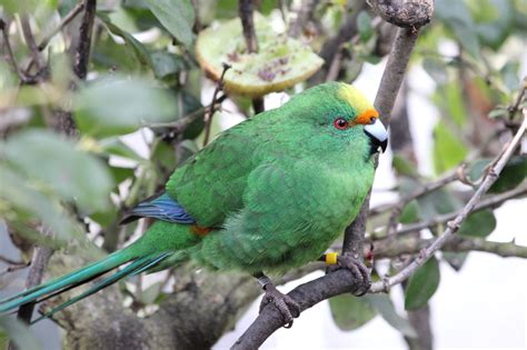 Orange Fronted Parakeet New Zealand Birds Online